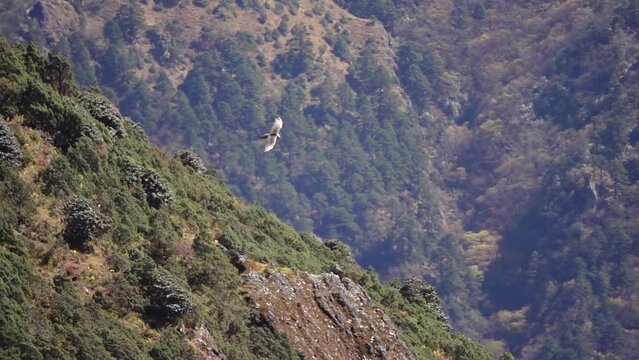 Bearded vulture raptor flying over ridge with forest
Slow motion shit from Nepal, 2023
