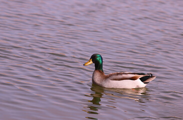 Obraz premium A beautiful drake swims freely on the river....