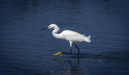 Florida Birds
