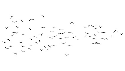 A flock of flying birds. Free birds. Vector illustration