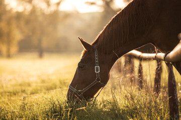 Thoroughbred horse grazing grass on pasture during sunset. Animal farm