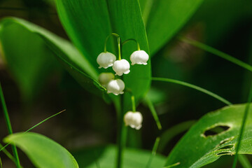 Lily of the valley in nature. Forest, wildlife, outdoor concept. Beauty blooming, selective focus