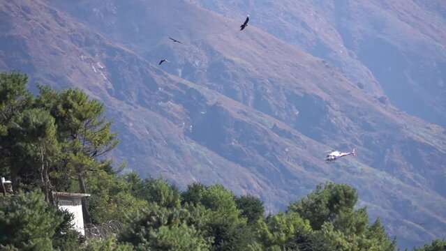 Bearded vulture lammergeier raptors flying together 
Slow motion shit from Nepal, 2023
