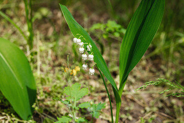 Lily of the valley in nature. Forest, wildlife, outdoor concept. Beauty blooming, selective focus