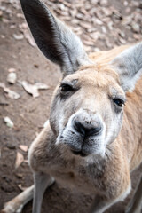 portrait of a kangaroo