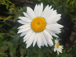 Obraz premium Daisy Daisy