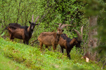 a group of goats with horns on a green meadow in summer