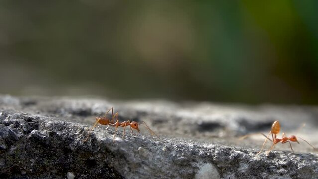 Orange fire ants walking together on grey rock close up
Slow motion Macro view from Nepal, 2023
