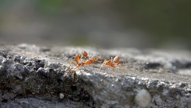 Orange fire ants walking together on grey rock close view
Slow motion Macro view from Nepal, 2023
