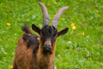 a goat in the forest meadow on the mountains at a spring day