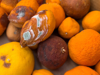 Spoiled citrus fruits- Rotten, moldy, smelling, decaying lemons, Blackened oranges, unpleasant...