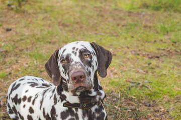 Beautiful Dalmatian, a dog with beautiful brown spots in a park in nature in a forest on a green lawn. A healthy young dog with a beautiful color.