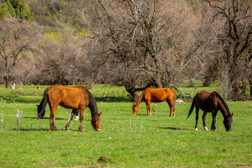 Fototapeta premium Horse and newborn foal on the background of mountains, a herd of horses graze in a meadow in summer and spring, the concept of cattle breeding, with place for text.