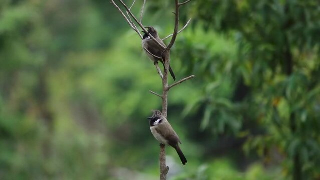 two Himalayan Bulbul (Pycnonotus leucogenys) birds on branch

Tele shot from Nepal, 2023
