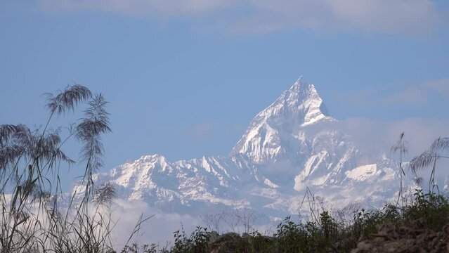 fishtail Machapuchare mountain in background
 with blue sky and plants up front, Nepal, 2023
