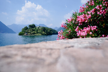 Blooming plants on the lake shore