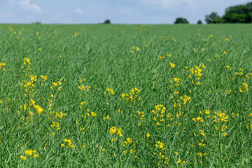 Many farmers rely on rapeseed cultivation as a source of income. Rapeseed flowers have faded.