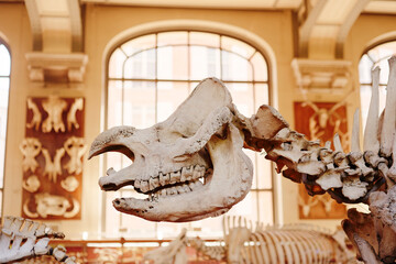 Skeleton with skull in the museum of paleontology