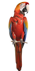 Parrot on a white background