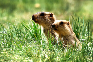 Himalayan marmot, Ladakh, Jammu and Kashmir, India