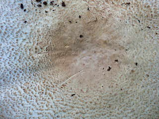 Close up of the cap of Agaricus arvensis (Horse Mushroom) showing the fibrous or scaly surface

