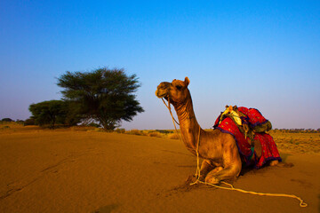 Camel resting, Thar desert, Jaisalmer, Rajasthan, India - obrazy, fototapety, plakaty