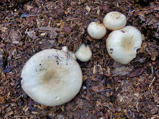 Agaricus arvensis (Horse Mushroom) growing in a compost heap
