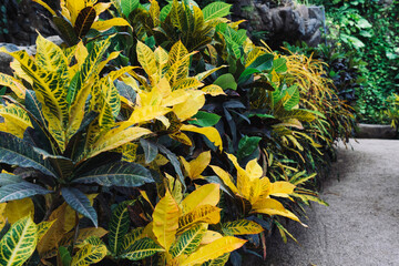 Yellow and green leaves of Croton Petra or codiaeum variegatum exotic plant in botanical garden © Renata
