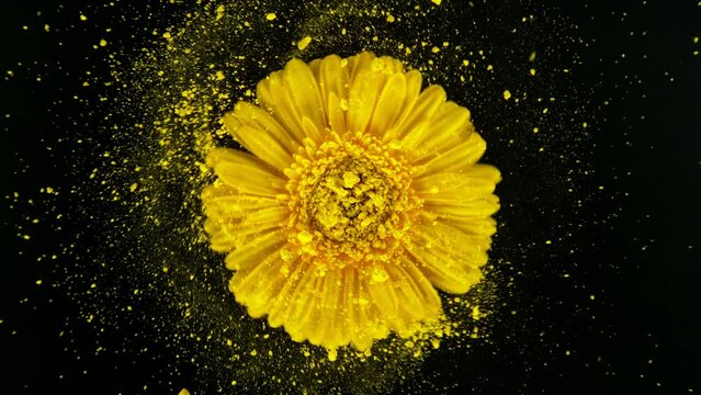Super slow motion of rotating yellow gerbera blossom with powder. Colored powder flying around. Isolated on black background. Filmed on high speed cinema camera, 1000 fps.