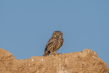 chevêchette d'Athéna 