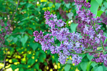 Purple lilac flower with green leaves. Blooming lilac bush with tender flowers. Purple lilac flower on the bush. Spring time.