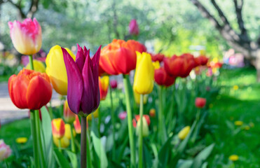 Multicolored Gesner's tulips in the city park. Spring flowering tulips.