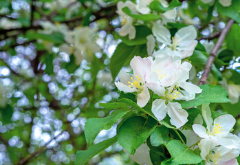 Spring flowering wild apple tree. Branch of a blossoming apple tree. Spring time.