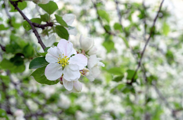 Spring flowering wild apple tree. Branch of a blossoming apple tree. Spring time.