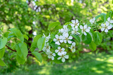 Spring flowering wild pear. Blossoming pear branch. Spring time.