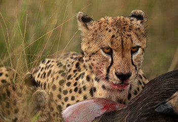 Portrait of a Cheetah while feeding a kill at Masai Mara, Kenya