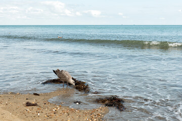 Seagull looking for food on seaweed