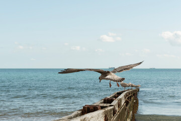 Seagulls over wooden groynes with the sea in the background