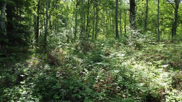 Promenade &agrave; l'int&eacute;rieur d'une for&ecirc;t en drone 