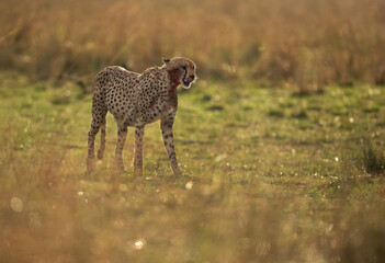 A backlit image of Cheetah after having heavy meal at Masai Mara, Kenya