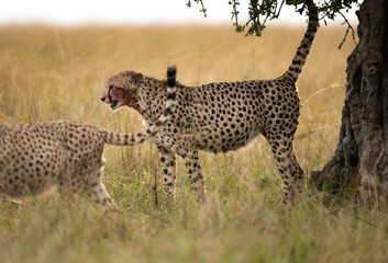 Cheetahs territory marking or scent marking on a tree, Masai Mara, Kenya