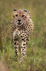 Cheetah walking in the mid of tall grasses after meal, Masai Mara