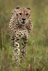 Naklejka na ściany i meble Cheetah headon walking in the mid of tall grasses, Masai Mara