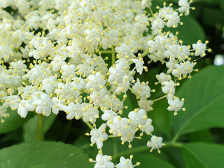 white flowers of Sambucus close-up - elder or elderberry bush