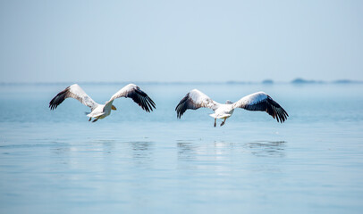Flying pelicans in the blue sky. Waterfowl at the nesting site. A flock of pelicans walks on a blue lake.