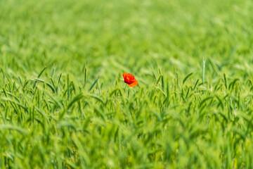 Lonely red poppy in the green wheat field.