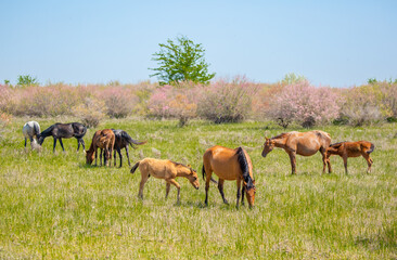 Naklejka na ściany i meble A herd of horses graze in the meadow in summer, eat grass, walk and frolic. Pregnant horses and foals, livestock breeding concept.