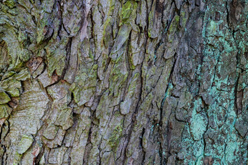 High-resolution close-up photo of a tree trunk.