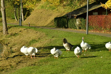 Rassemblement de cygnes dans le parc longeant le lac des Doyards à Vielsalm 