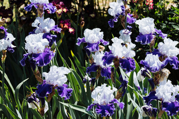 Purple and white iris flowers blooming in spring.